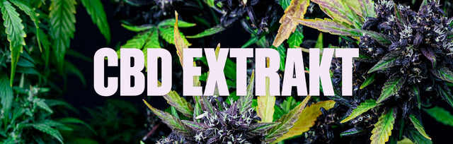 CBD Extrakt