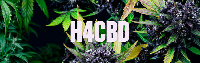 H4CBD