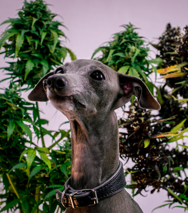 supHerb - Highgrade CBD und HHC Blüten