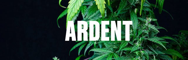Ardent