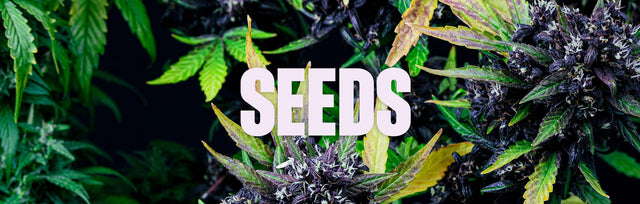 Grow Seeds