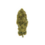 Wholesale - Stargazer - 1kg - supHerb