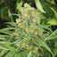 Humboldt Automatic Seeds